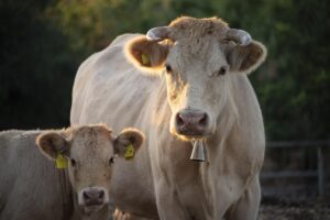 Новини бізнесу - Україна заборонила ввезення деяких продуктів зі Словаччини