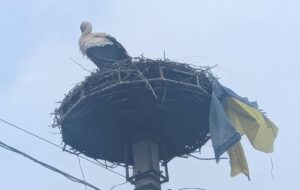 Новини України - На Закарпатті лелека приніс до гнізда прапор України