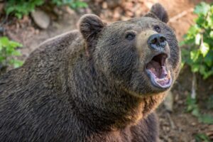 Новини світу - У Румунії туристка загинула, втікаючи від ведмедя