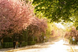 Новини України - В Ужгороді почався пік цвітіння сакур