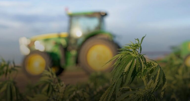 В Україні нині зареєстровано 38 підприємств з вирощування конопель