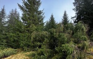Лісничому загрожує до п’яти років за вирубку дерев у заповіднику