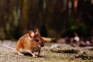 Науковий прорив: вчені вперше виростили мишей від двох батьків