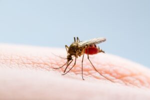 У Рівному зафіксували випадок ввізної тропічної малярії