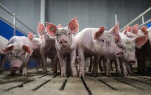 Хірурги вперше пересадили легеню свині людині