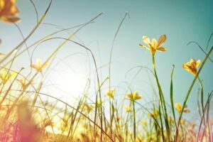 Погода в Україні: місцями дощі, температура до 29°