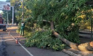 В Одесі буревій повалив понад 70 дерев