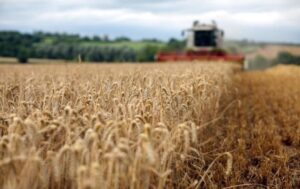 В Україні прогнозують суттєве зменшення врожаю основних культур