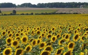 На Запоріжжі окупанти зібрали рекордно низький урожай