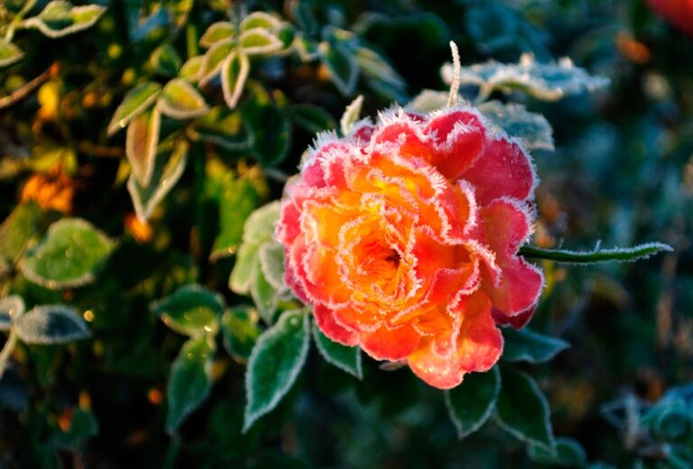 В Україні оголосили жовтий рівень небезпеки через заморозки