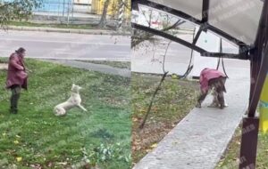 Новини України - Била та кидала об землю: у Миколаєві жінка знущалася з собаки