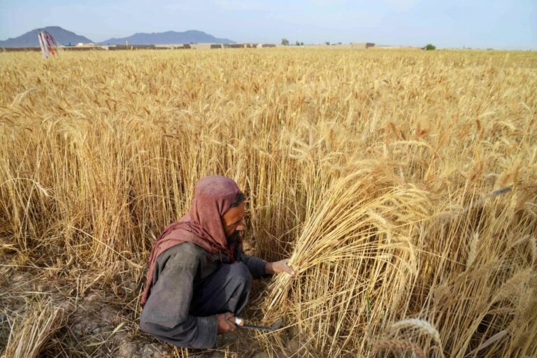 До Росії завозитимуть трудових мігрантів з Афганістану