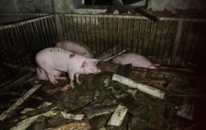 Новини України - На Харківщині через атаку РФ спалахнула ферма: загинули 60 тварин