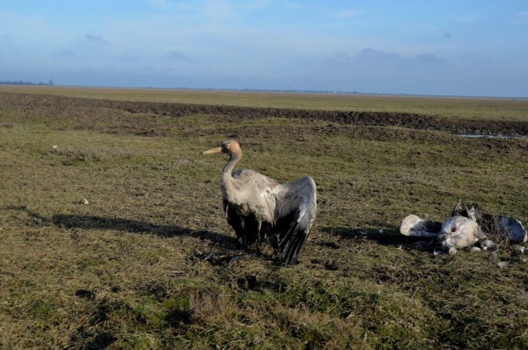 Росіяни практично знищили Кінбурнську косу та Асканію-Нову – ВМС