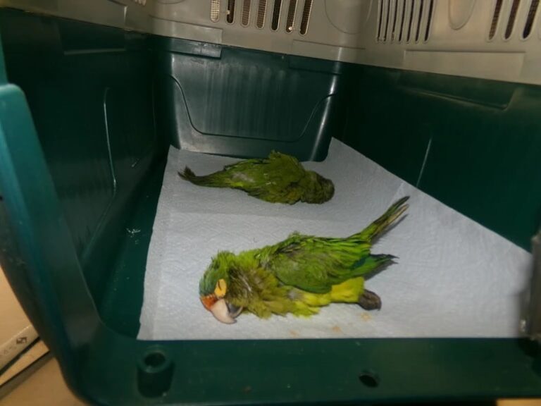 У США затримали чоловіка, який сховав папуг у спідній білизні