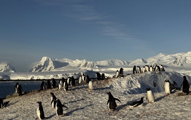Українські полярники зафільмували масове занурення пінгвінів у море