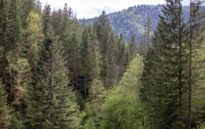 До суду скерували справу щодо незаконної передачі землі у Мигово