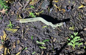 На Львівщині в ресторані вибухнула граната