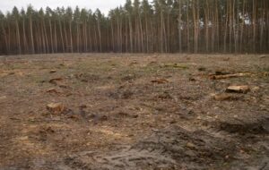 Новини України - Збитки на 546 млн грн: ДБР викрило за рік сотні злочинів в лісовій галузі