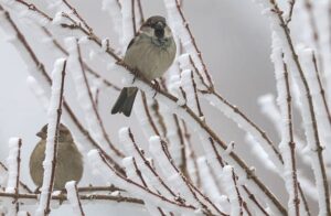 Екстремальні морози: чого чекати від погоди після вихідних