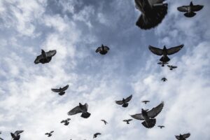 Російський стартап планує зробити з голубів “біодрони”