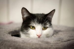 У Німеччині кішку Шилу віддали до притулку через тягу до поїздів