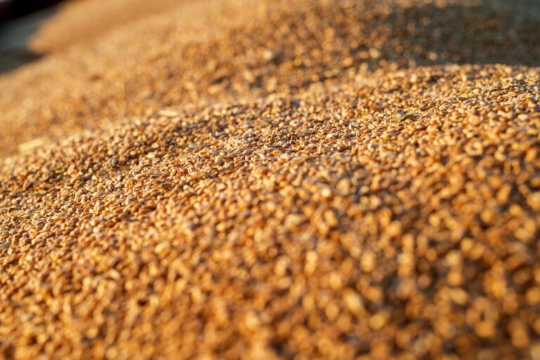 Україна скоротила експорт агропродукції у січні