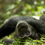 Вчені знайшли нові докази “гіпотези п&rsquo;яної мавпи”