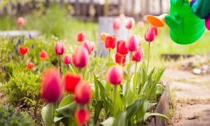 Весняна хитрість для пишного цвітіння тюльпанів у вашому саду