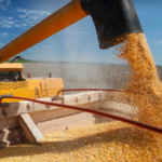 БЕБ запобігло незаконному експорту кукурудзи до Малайзії на 202 млн