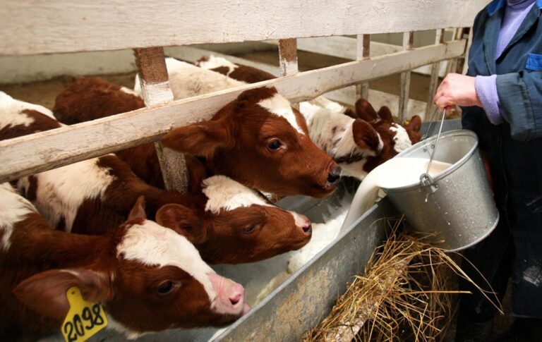 Фермери РФ втратили 1,5 млрд рублів через масове знищення худоби