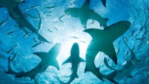 На Багамах в крові акул виявили кокаїн і кофеїн