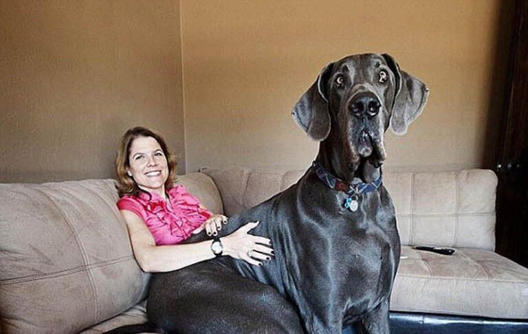 Найбільший улюбленець: що слід знати перш ніж завести собаку-гіганта