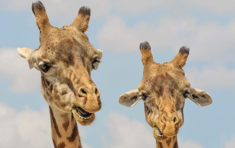 Названо сім видів тварин, які оплакують близьких