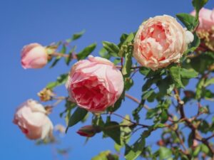 Обрізання троянд – покрокова інструкція