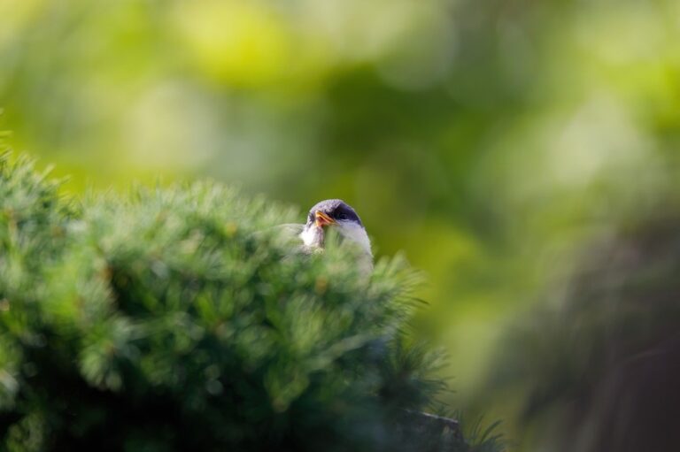 Свята 5 березня: загибель Шухевича, прем’єра Лебединого озера та інші події