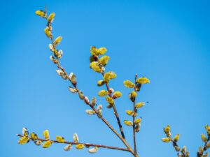 У Києві настала метеорологічна весна