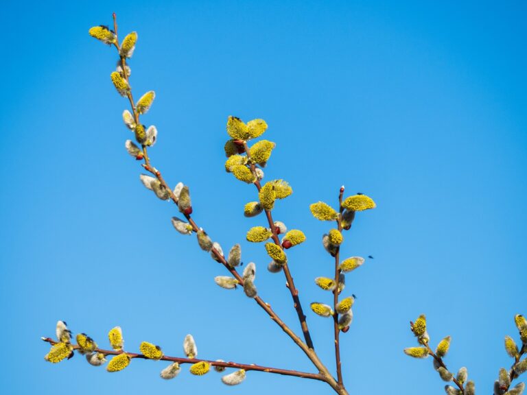 У Києві настала метеорологічна весна