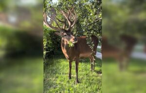 Відомого оленя Бориса з Рівненщини збила машина