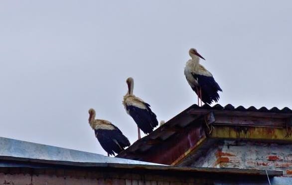 Білі лелеки повернулися до Чорнобиля після 20 років