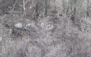 Двоє бійців ЗСУ взяли в полон вісьмох окупантів