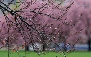 Холод і нічні заморозки: якою буде погода у найближчі дні