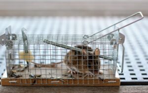 Миша перехитрила господаря і втекла з пасткою: курйозні кадри