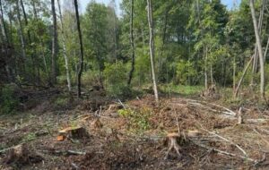 На Львівщині незаконно зрубали 19 тисяч дерева на 103 млн