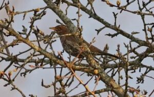 У Чорнобильському заповіднику зафіксували рідкісного птаха