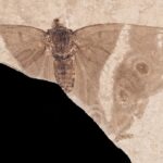 У Франції знайшли cкам’янілість із найдавнішим метеликом-імператором