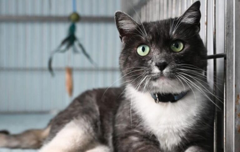 У Львові в тестовому режимі запрацював Банк крові для котів