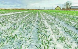 Урожай 2026: чи не виморозила зима наши поля і сади