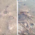 В Одеській області зафіксовано мільярди комарів