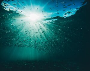 В ООН попередили про кризу Світового океану